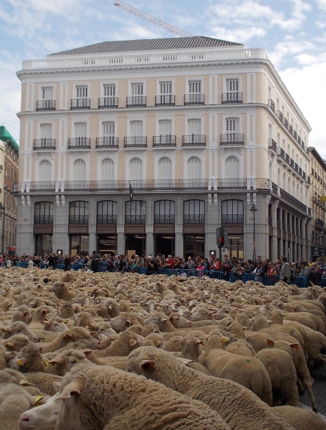 Apple Madrid trashumancia 2014